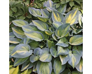 Photo Courtesy of Walter's Gardens, Inc.