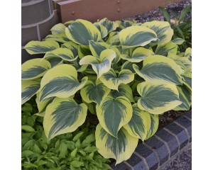 Photo Courtesy of Walter's Gardens, Inc.