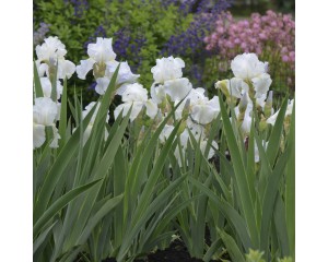 Photo Courtesy of Walter's Gardens, Inc.