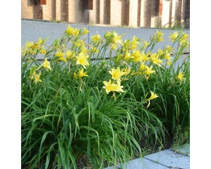 Photo Courtesy of Walter's Gardens, Inc.