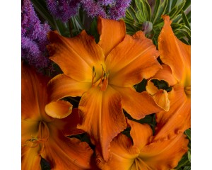 Photo Courtesy of Walter's Gardens, Inc.