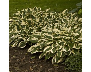 Photo Courtesy of Walter's Gardens, Inc.
