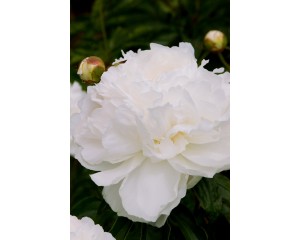 Photo Courtesy of Bailey Nurseries Inc.