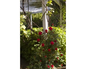Photo Courtesy of Bailey Nurseries Inc.