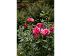 Photo Courtesy of Bailey Nurseries Inc.