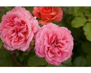 Photo Courtesy of Bailey Nurseries Inc.