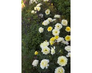Photo Courtesy of Bailey Nurseries Inc.