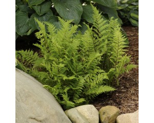 Photo Courtesy of Walter's Gardens, Inc.