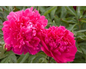 Photo Courtesy of Bailey Nurseries Inc.