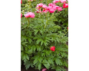 Photo Courtesy of Bailey Nurseries Inc.