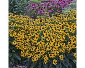 Photo Courtesy of Walter's Gardens, Inc.