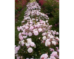 Photo Courtesy of Bailey Nurseries Inc.