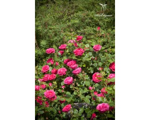 Photo Courtesy of Bailey Nurseries Inc.