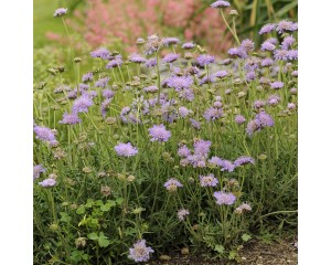 Photo Courtesy of Walter's Gardens, Inc.