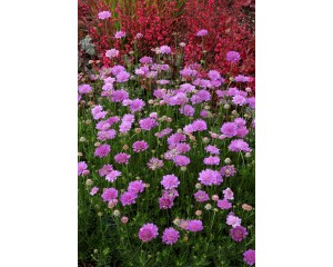 Photo Courtesy of TERRA NOVA® Nurseries, Inc.