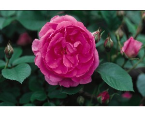 Photo Courtesy of Bailey Nurseries Inc.