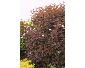 Photo Courtesy of Bailey Nurseries Inc.