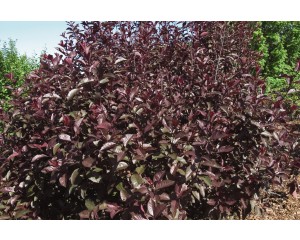 Photo Courtesy of Bailey Nurseries Inc.