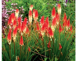 Photo Courtesy of TERRA NOVA® Nurseries, Inc.