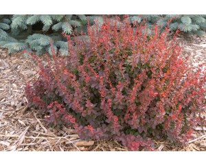 Photo Courtesy of Bailey Nurseries Inc.