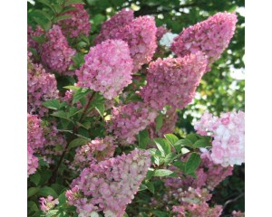Photo Courtesy of Bailey Nurseries Inc.