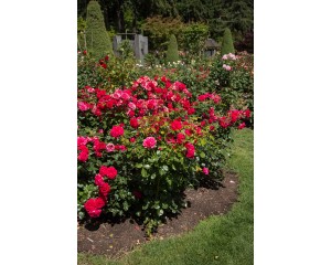 Photo Courtesy of Bailey Nurseries Inc.