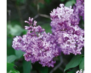 Photo Courtesy of Bailey Nurseries Inc.