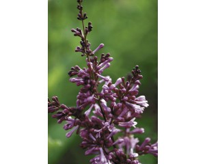 Photo Courtesy of Bailey Nurseries Inc.