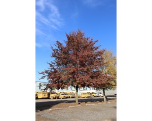 Photo Courtesy of J. Frank Schmidt & Son Co.