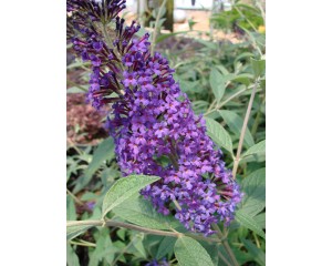 Photo Courtesy of Bailey Nurseries Inc.