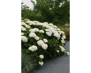 Photo Courtesy of Bailey Nurseries Inc.