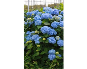 Photo Courtesy of Bailey Nurseries Inc.