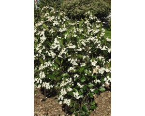 Photo Courtesy of Bailey Nurseries Inc.