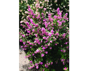 Photo Courtesy of Bailey Nurseries Inc.
