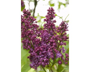 Photo Courtesy of Bailey Nurseries Inc.
