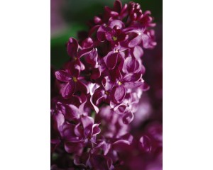 Photo Courtesy of Bailey Nurseries Inc.