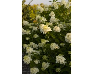 Photo Courtesy of Bailey Nurseries Inc.