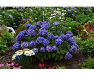 Photo Courtesy of Bailey Nurseries Inc.