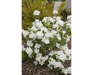 Photo Courtesy of Bailey Nurseries Inc.