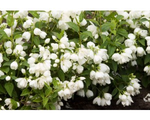 Photo Courtesy of Bailey Nurseries Inc.