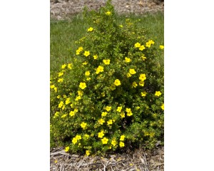 Photo Courtesy of Bailey Nurseries Inc.