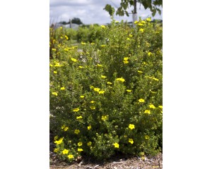 Photo Courtesy of Bailey Nurseries Inc.
