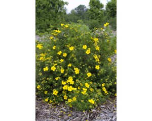 Photo Couresty of Bailey Nurseries Inc.