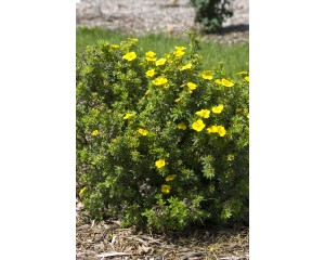Photo Courtesy of Bailey Nurseries Inc.