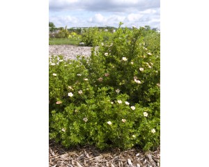 Photo Courtesy of Bailey Nurseries Inc.