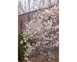 Photo Courtesy of Bailey Nurseries Inc.
