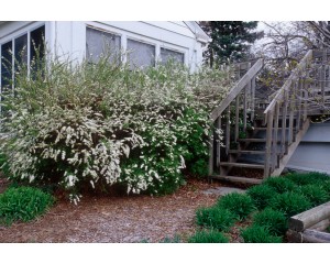 Photo Courtesy of Bailey Nurseries Inc.