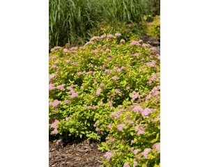 Photo Courtesy of Bailey Nurseries Inc.