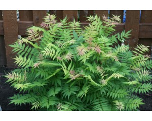 Photo Courtesy of Bailey Nurseries Inc.