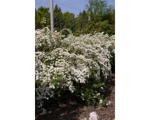 Photo Courtesy of Bailey Nurseries Inc.